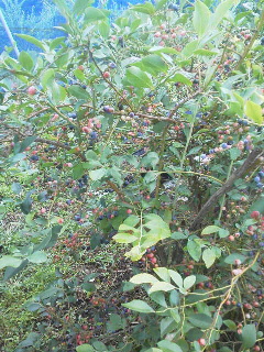 2014090115280000.jpg
